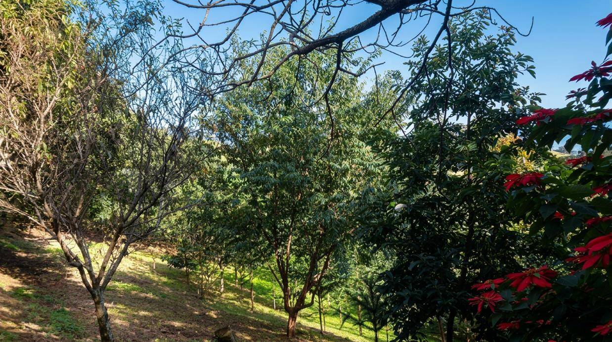 #393 - Chácara para Venda em Córrego do Bom Jesus - MG