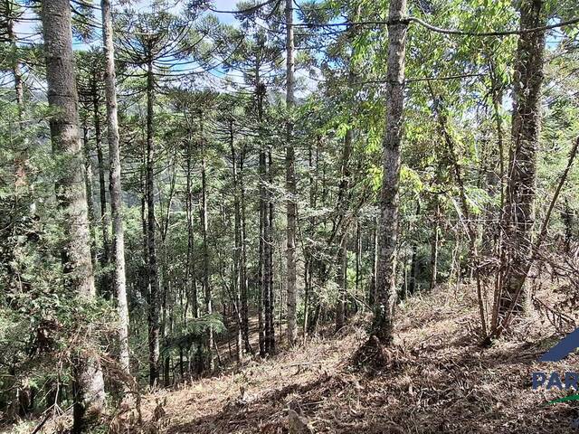 Terreno para Venda em Gonçalves - 5