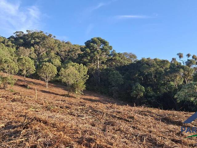 Terreno Rural para Venda em Gonçalves - 4