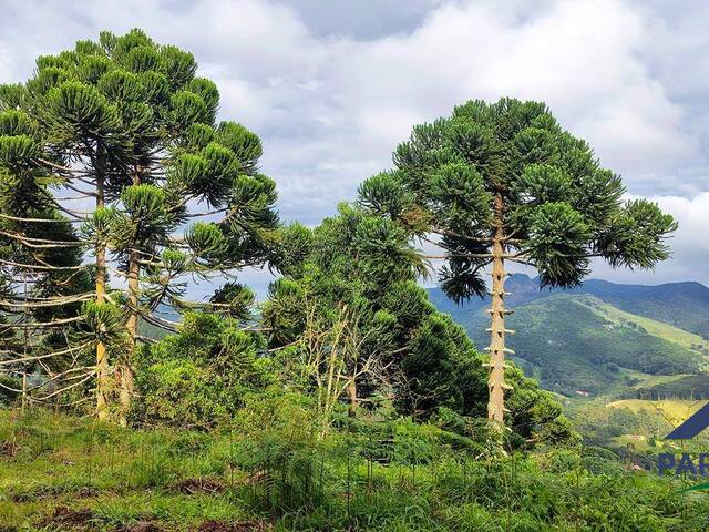 Terreno Rural para Venda em Gonçalves - 4